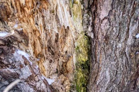 Close up tree bark texture. dark brown old texture background. tree crust Foto stock