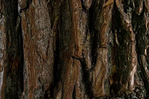 Close up tree bark texture. dark brown old texture background. tree crust Foto stock