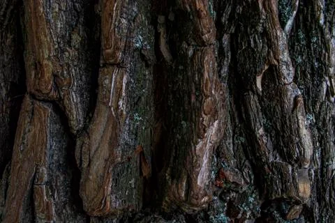 Close up tree bark texture. dark brown old texture background. tree crust Foto stock