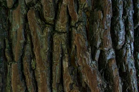 Close up tree bark texture. dark brown old texture background. tree crust Foto stock