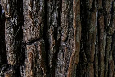 Close up tree bark texture. dark brown old texture background. tree crust Foto stock