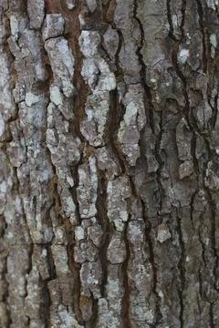 Close-up of Tree Bark Texture: A Detailed Look at Nature's intricate design Stock-Fotos