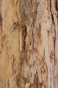 Close up tree bark texture from eucalyptus gum tree ideal as natural background 写真素材