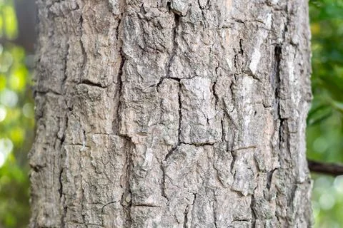 Close-up of a tree bark texture forest nature photography natural environme.. 스톡 사진