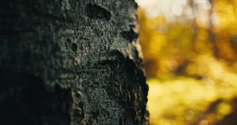 Close Up of Tree Bark Texture with Golden Autumn Woodland Bokeh Stock Footage 340007835