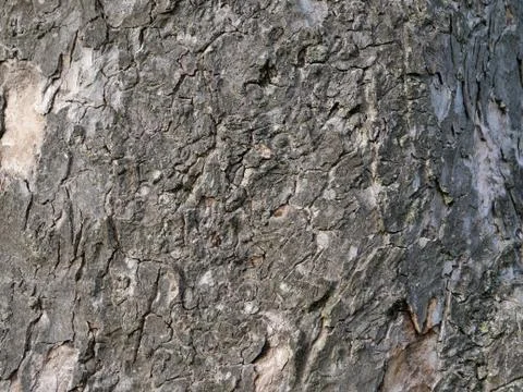 Close up of tree bark texture gray Stock Photos