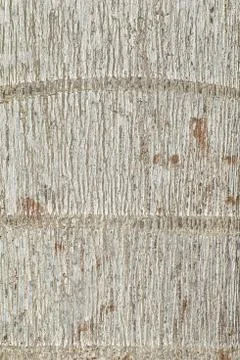 Close up of tree bark texture high resolution Stock Photos
