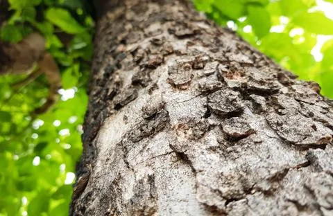 Close up Tree bark texture on Leaves in the tree background. Stock Photos