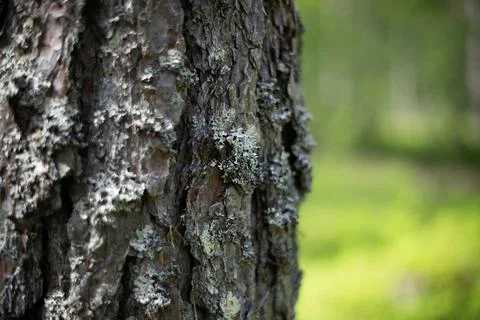 Close up of tree bark texture with lichen in a green forest backdrop Stock Photos