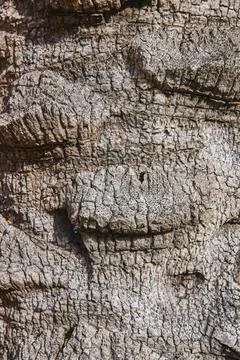 Close-Up Tree Bark Texture in Natural Light 스톡 사진