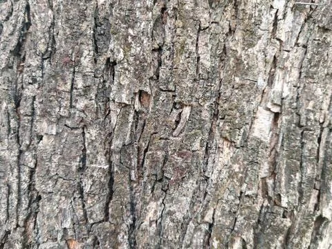 Close-Up of Tree Bark Texture with Natural Cracks Stock Photos
