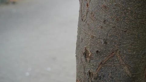 Close Up of Tree Bark Texture Natural Wood Background for Ecology Stock Photos