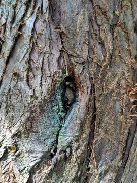 Close-up tree bark texture in natural outdoor setting with serene mood and .. Stock Photos