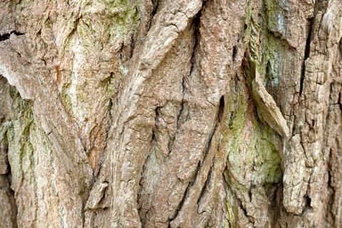 Close-Up of Tree Bark Texture for Nature and Background Design Projects Stock Photos