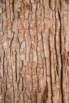 Close up of tree bark texture Stock Photos
