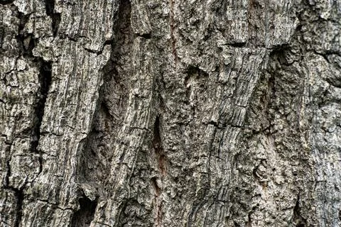 Close-Up of Tree Bark Texture Stock Photos