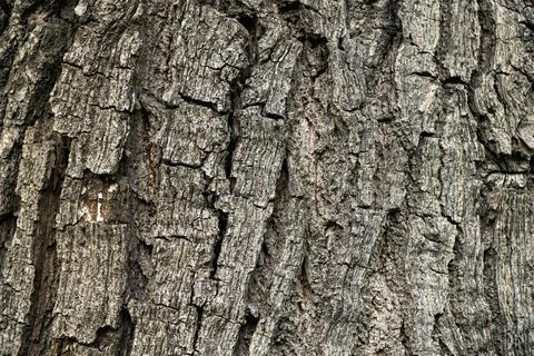 Close-Up of Tree Bark Texture Stock Photos