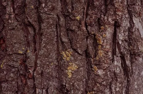 Close-up of tree bark texture Stock Photos