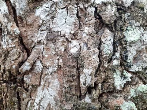 Close Up of Tree Bark Texture Foto stock