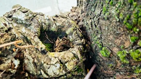 A close-up of tree bark texture. Stock Photos