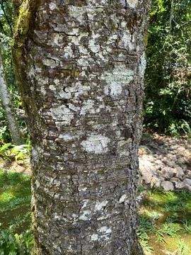 Close-up of tree bark texture Stock Photos