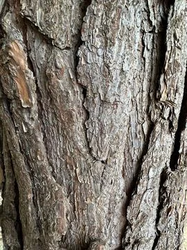 Close-up of tree bark texture Stock Photos