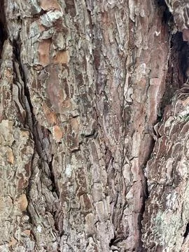 Close-up of tree bark texture Stock Photos