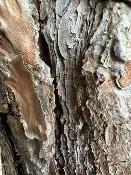 Close-up of tree bark texture Stock Photos