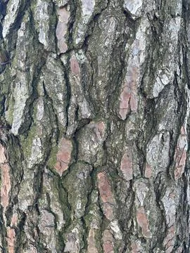 Close-up of tree bark texture Stock Photos