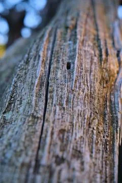 Close-up of tree bark texture 스톡 사진