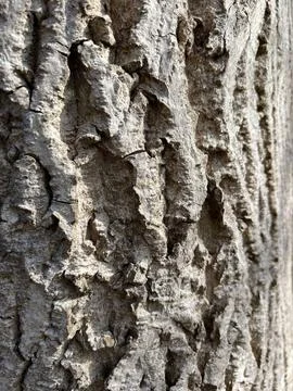 Close-up of tree bark texture Stock Photos