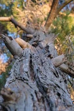 Close-up of tree bark texture 스톡 사진