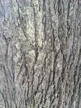 Close-up of tree bark texture Stock Photos
