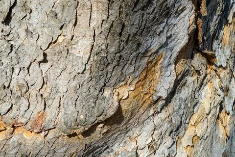 Close-Up of Tree Bark Texture Stock Photos
