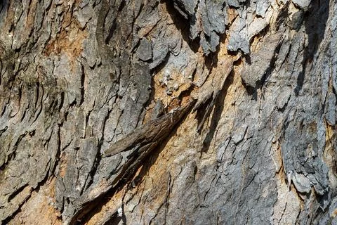 Close-Up of Tree Bark Texture Stock Photos