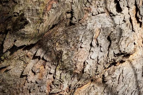 Close-Up of Tree Bark Texture Stock Photos