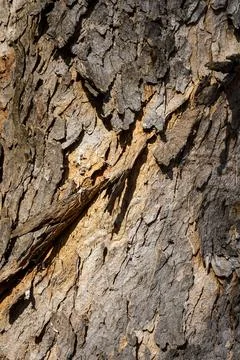 Close-Up of Tree Bark Texture Stock Photos