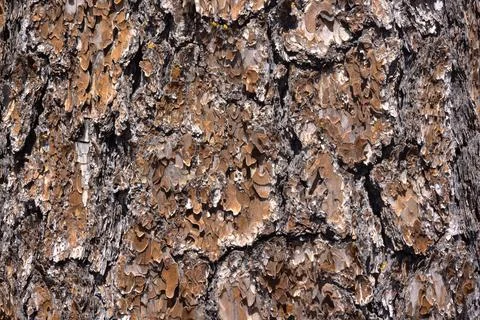 Close-Up of Tree Bark Texture Stock Photos