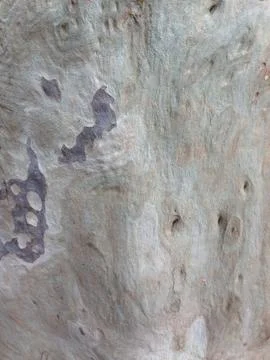 Close Up Of Tree Bark Texture Stock Photos