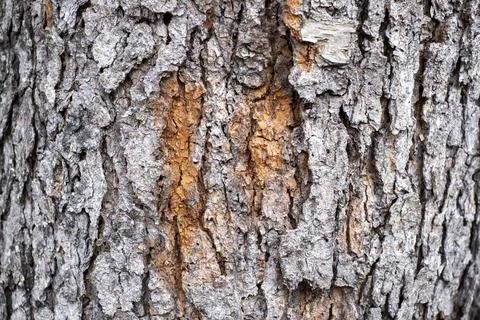 Close Up of Tree Bark Texture Fotos de archivo