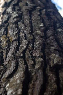Close-up of Tree Bark Texture 写真素材