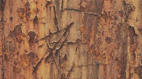 Close-up of tree bark texture. Fotos Stock