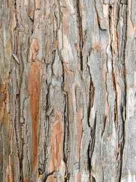 Close-up of tree bark texture, rough wooden background 写真素材
