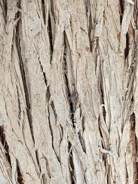 Close-up of Tree Bark Texture Showing Vertical Striations with Fly on It Stock Photos
