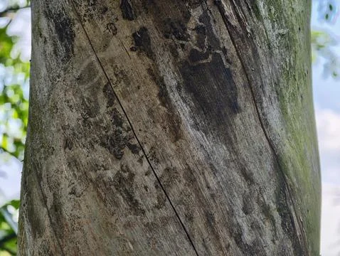Close-up tree bark texture on weathered trunk in outdoor natural setting wi.. Stock Photos