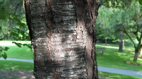 Close-up of tree bark with textured surface in lush green park setting outdoors Stock Footage 315926517