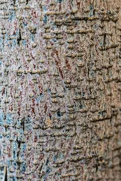 Close-up of tree bark with textured surface featuring small indentations Stock Photos