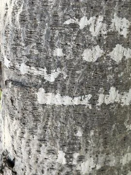 Close-Up Tree Bark Textures Stock Photos