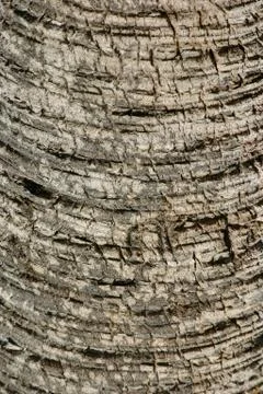 Close up a tree bark of a tree in HIlton Head, SC Stock-Fotos