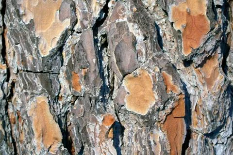 Close up of tree bark, wallpaper, background Stock Photos